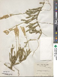 Lycopodium clavatum image