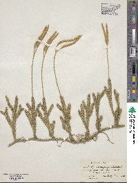 Lycopodium clavatum image