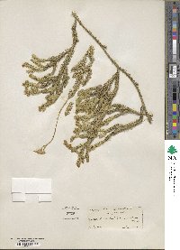 Lycopodium clavatum image