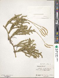 Lycopodium clavatum image