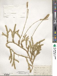 Lycopodium clavatum image