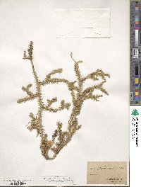 Lycopodium clavatum image