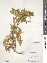 Lycopodium clavatum image