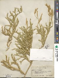 Lycopodium clavatum image