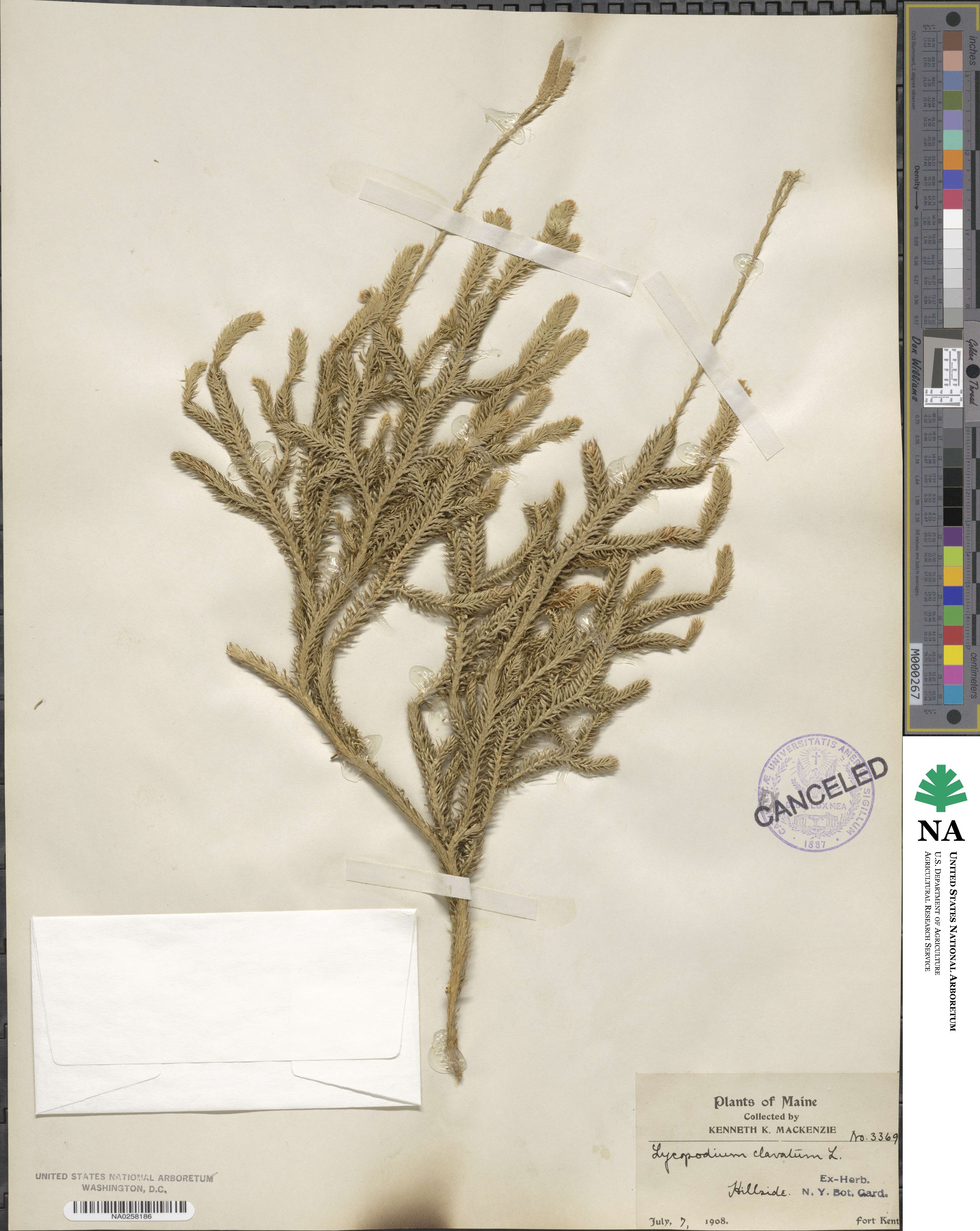 Lycopodium clavatum image