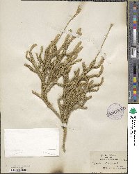 Lycopodium clavatum image