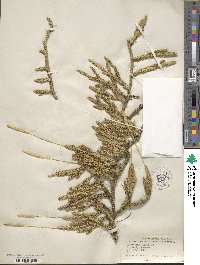 Lycopodium clavatum image