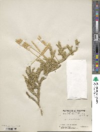 Lycopodium clavatum image