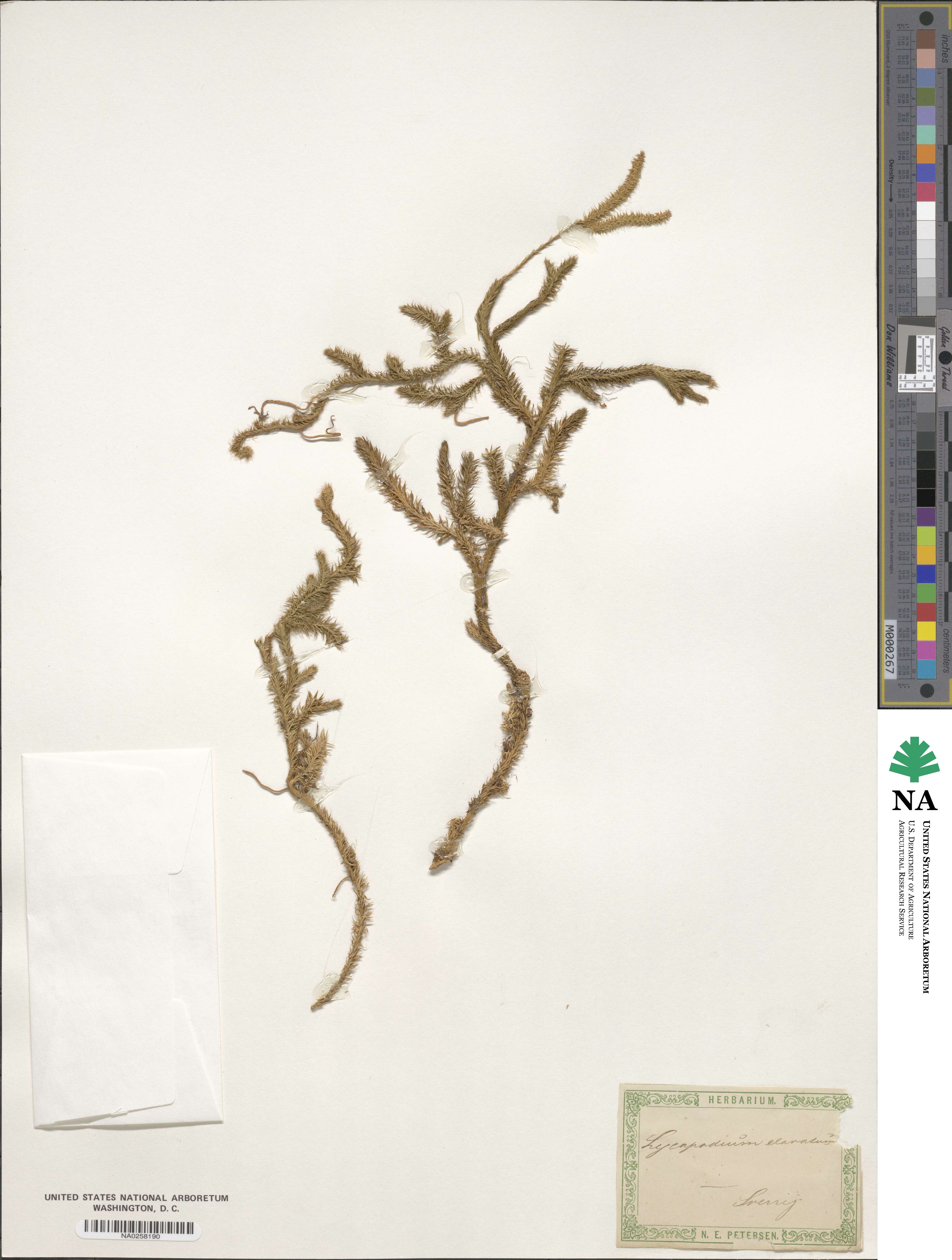 Lycopodium clavatum image
