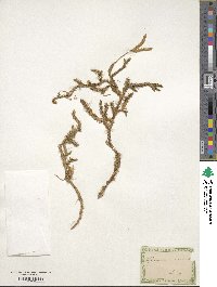 Lycopodium clavatum image