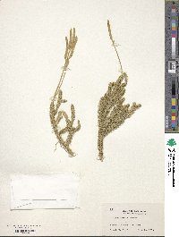 Lycopodium clavatum image