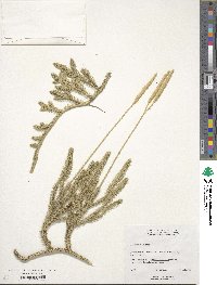 Lycopodium clavatum image