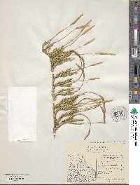 Lycopodium lagopus image