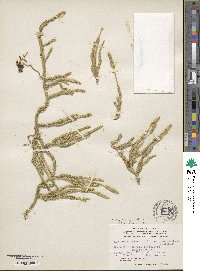 Lycopodium lagopus image