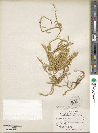 Lycopodium lagopus image