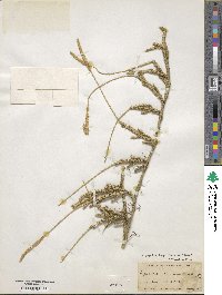 Lycopodium lagopus image