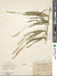 Lycopodium lagopus image