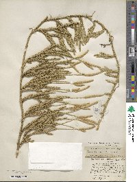 Lycopodium lagopus image