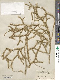 Lycopodium clavatum image