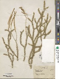 Lycopodium clavatum image