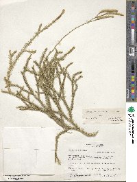 Lycopodium clavatum image