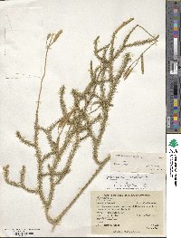 Lycopodium clavatum image