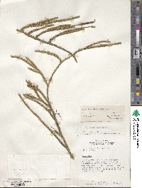 Lycopodium clavatum image