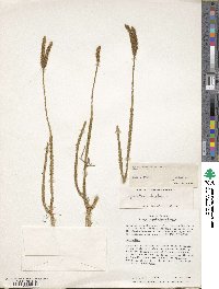 Lycopodium clavatum image