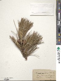 Pinus pungens image