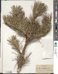 Pinus pungens image