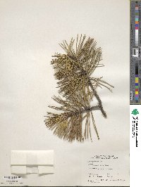 Pinus pungens image