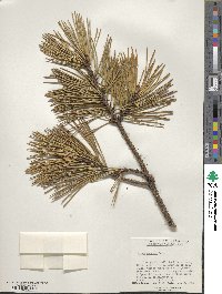 Pinus pungens image