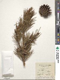 Pinus pungens image