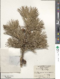 Pinus pungens image