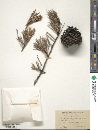 Pinus pungens image