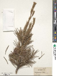 Pinus pungens image