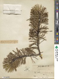 Pinus pungens image