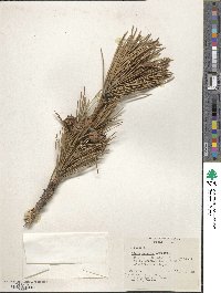 Pinus pungens image