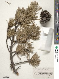 Pinus pungens image