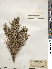 Pinus pungens image