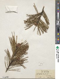 Pinus pungens image