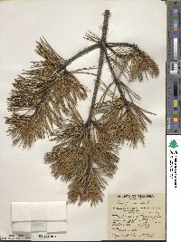 Pinus pungens image