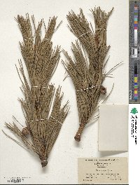 Pinus pungens image