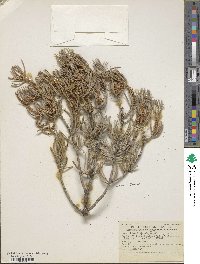 Pinus quadrifolia image