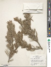 Pinus quadrifolia image