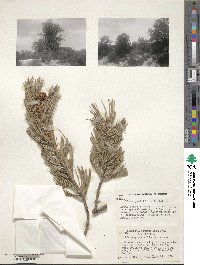 Pinus quadrifolia image