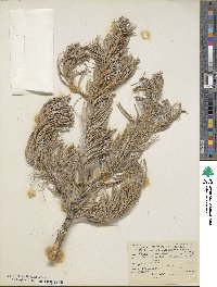 Pinus quadrifolia image