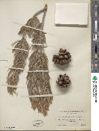 Pinus quadrifolia image