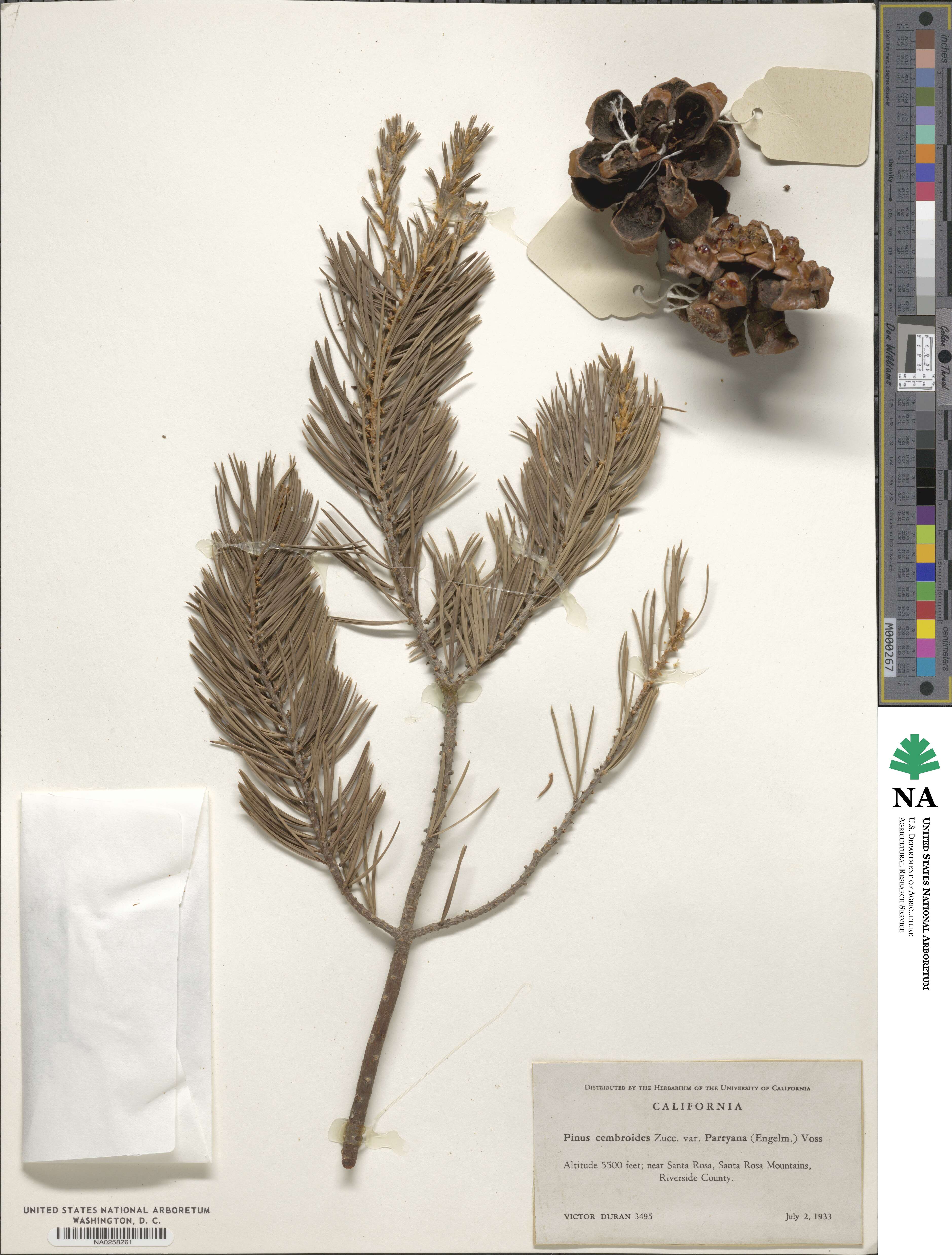 Pinus quadrifolia image