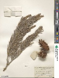 Pinus quadrifolia image